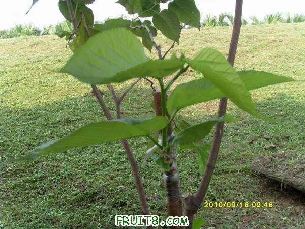 ������С SI858432.JPG