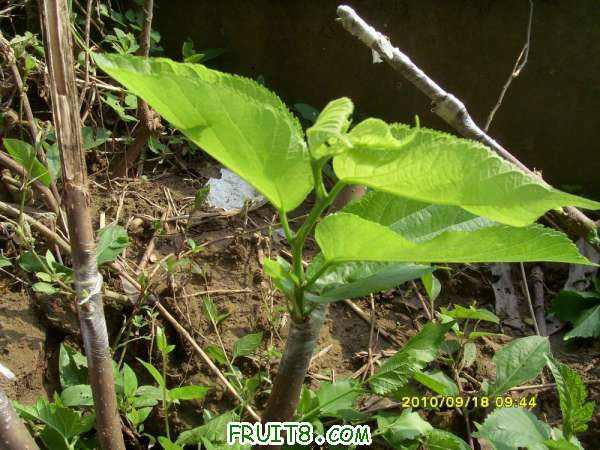 ������С SI858428.JPG