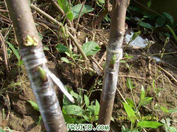 ������С SI858429.JPG