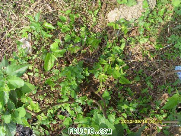 ������С SI858430.JPG