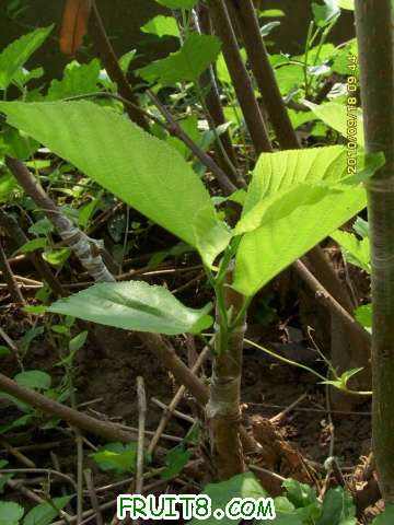 ������С SI858427.JPG