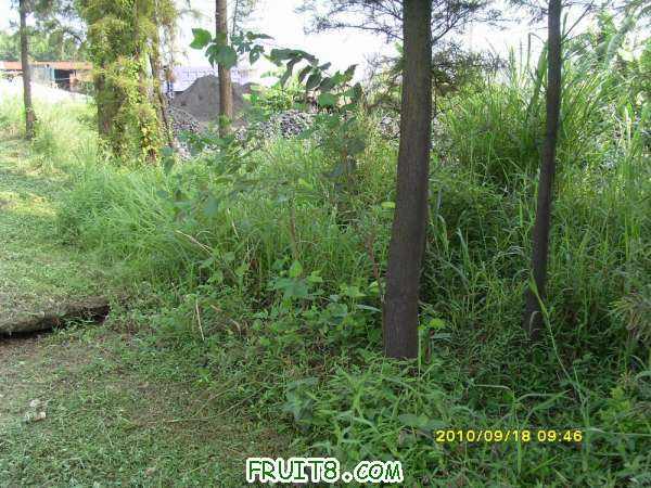 ������С SI858431.JPG