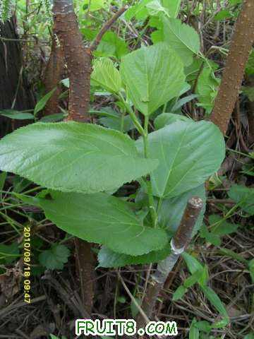 ������С SI858435.JPG