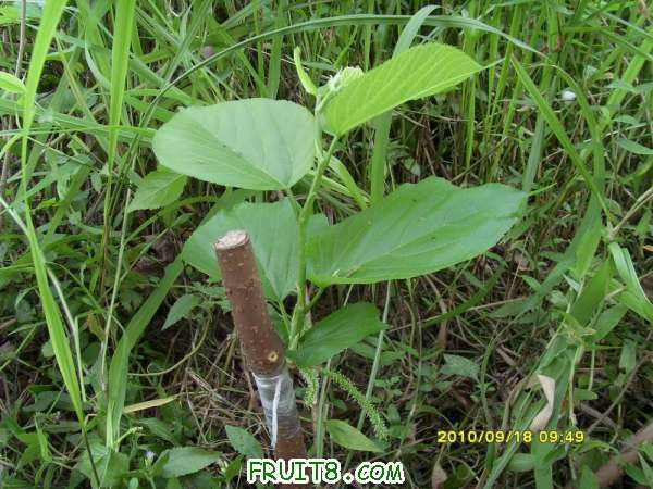 ������С SI858443.JPG