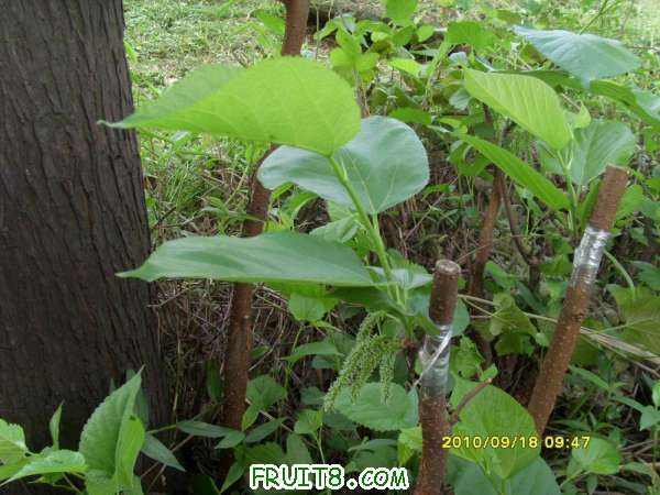 ������С SI858434.JPG