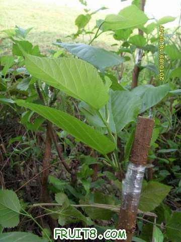 ������С SI858436.JPG