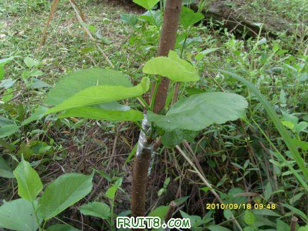 ������С SI858441.JPG