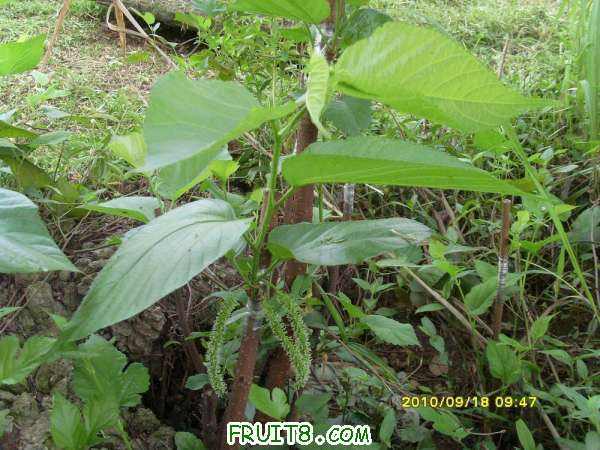 ������С SI858439.JPG