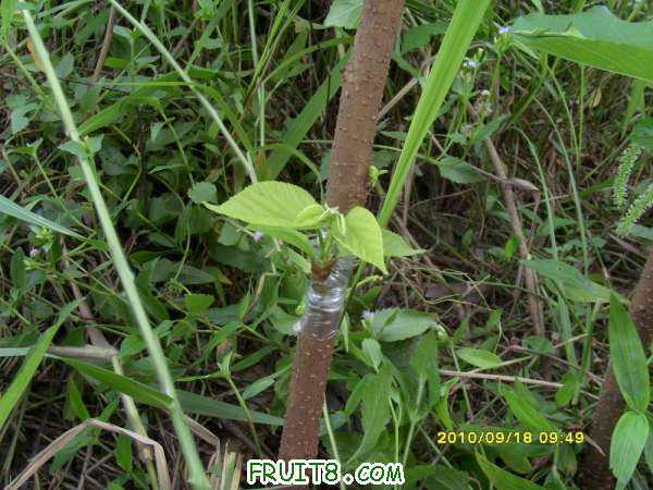 ������С SI858442.JPG