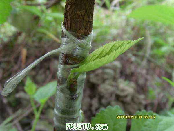 ������С SI858438.JPG