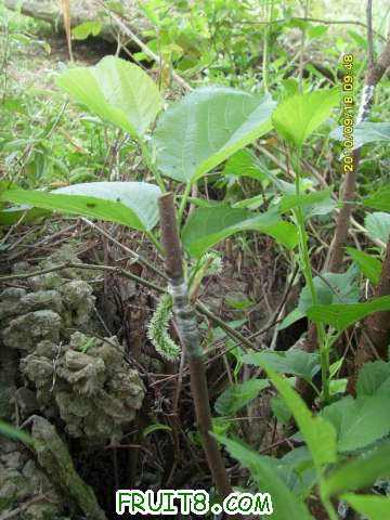 ������С SI858440.JPG