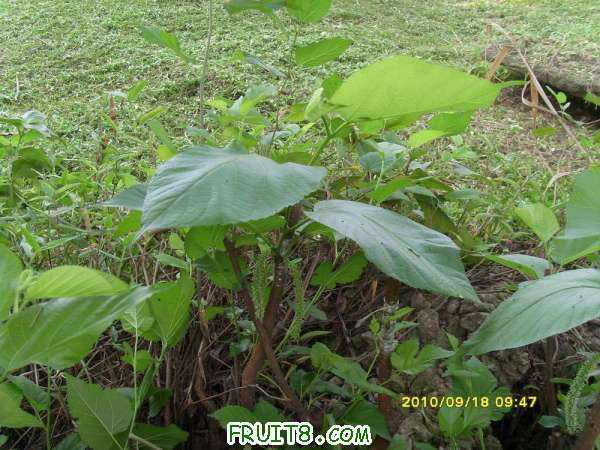 ������С SI858437.JPG