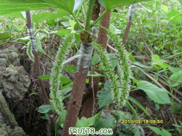 ������С SI858446.JPG