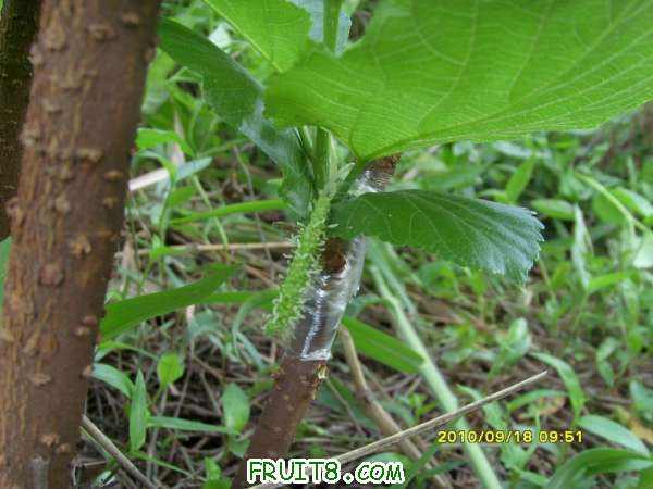 ������С SI858451.JPG