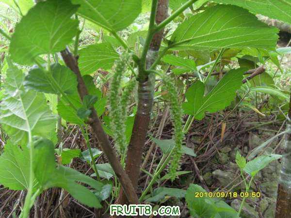 ������С SI858447.JPG