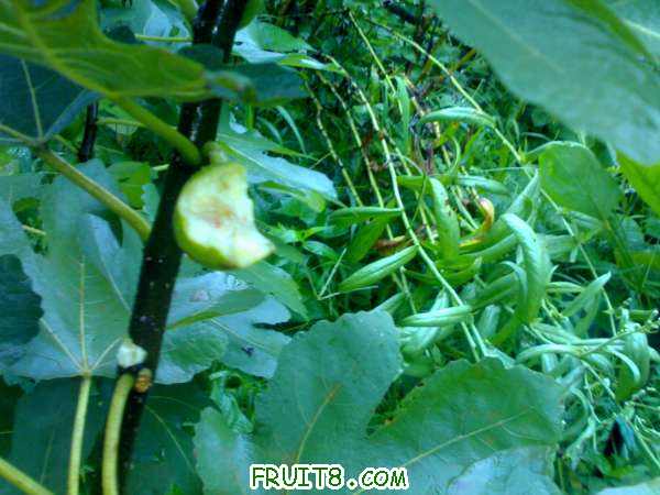 20100922052.jpg