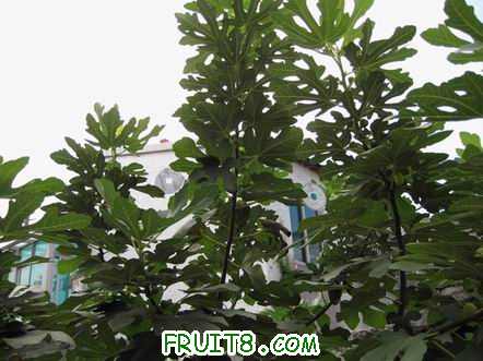 Ƭ 090.jpg