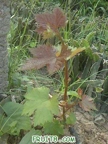 IMG0428171000.jpg