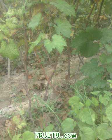 IMG0919110300.jpg