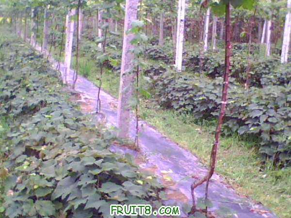 IMG0459A.jpg