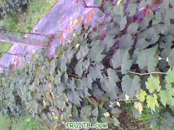 IMG0458A.jpg