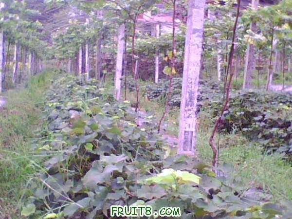 IMG0456A.jpg