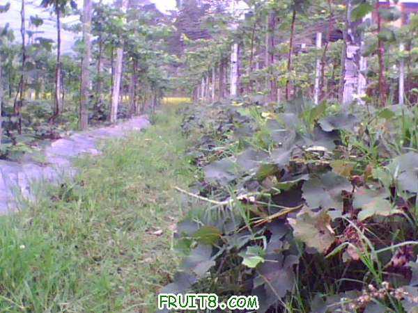 IMG0457A.jpg