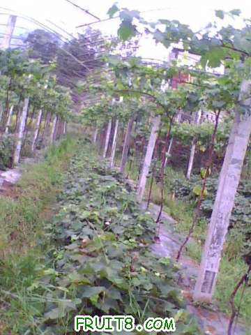 IMG0455A.jpg