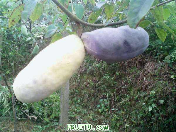 IMG2677A ().jpg