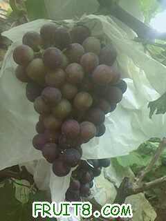 IMG0818100501.jpg