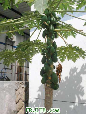 PA048764.JPG