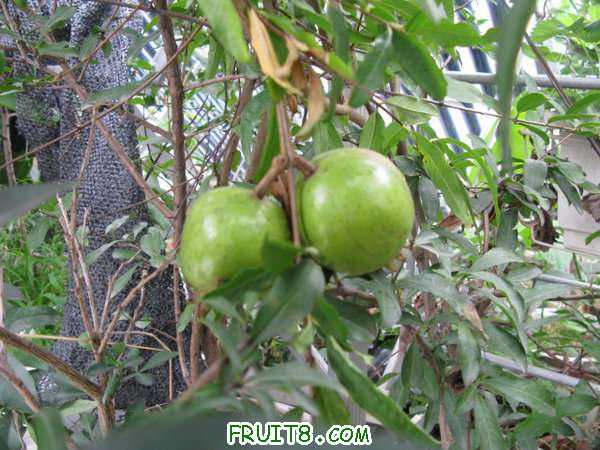 IMG_5194.JPG