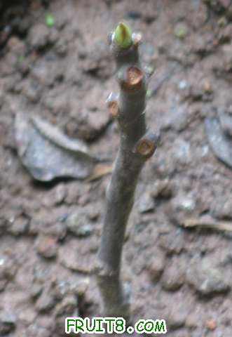 �Ϲ�20101008-2.JPG
