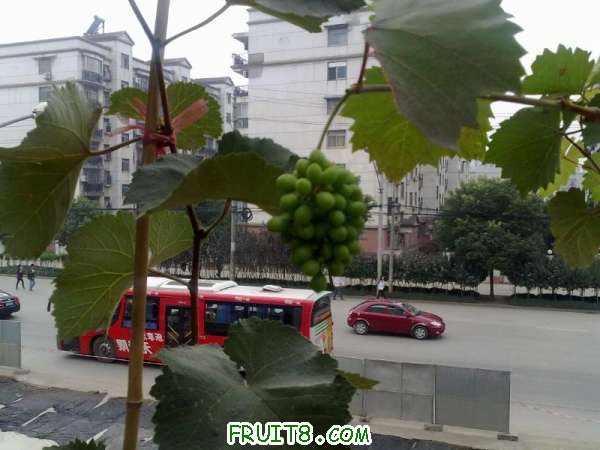 20101007225.jpg