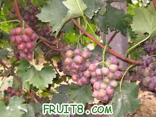 Ƭ 012.jpg