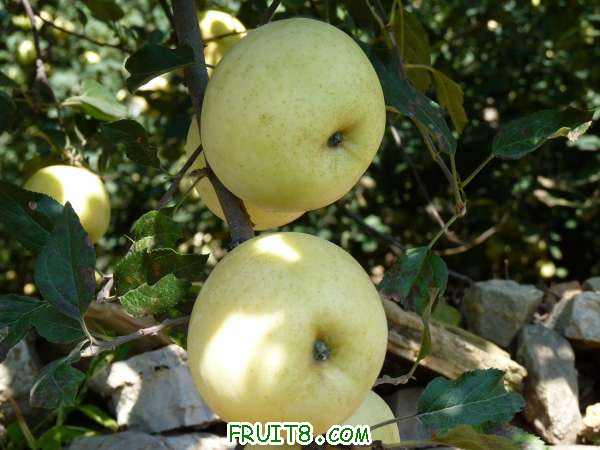 ֲڹ-2.jpg