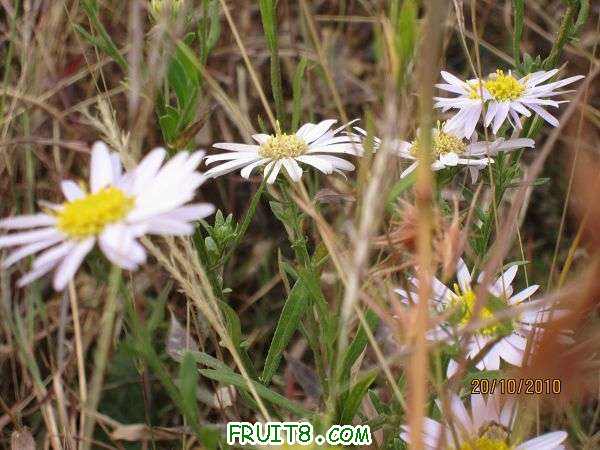 IMG_2313.JPG