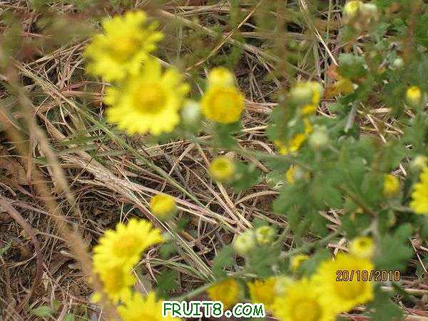 IMG_2312.JPG