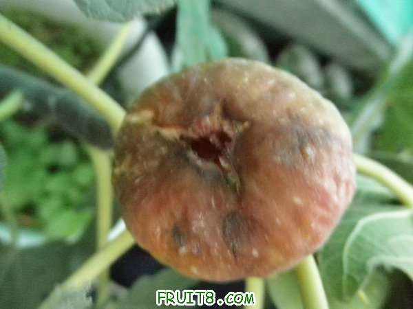 PA201518.JPG
