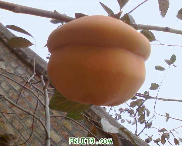 IMG1019132600.jpg