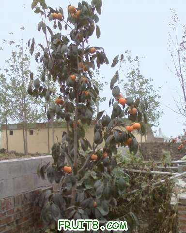 IMG1019135001.jpg