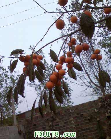 IMG1019135100.jpg