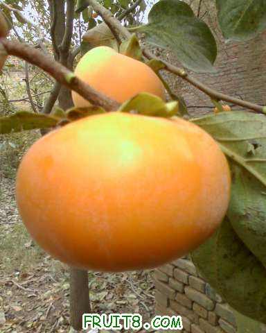 IMG1019134000.jpg