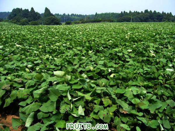 Sweet-potato-field,katori-city,japan.jpg