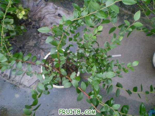 P8040087 (С��).JPG