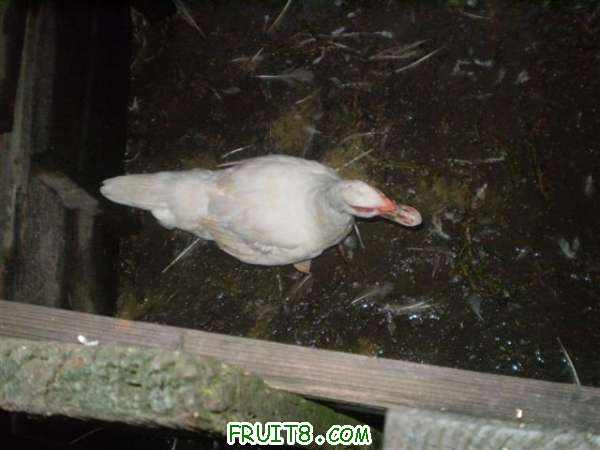 P8040128 (С��).JPG