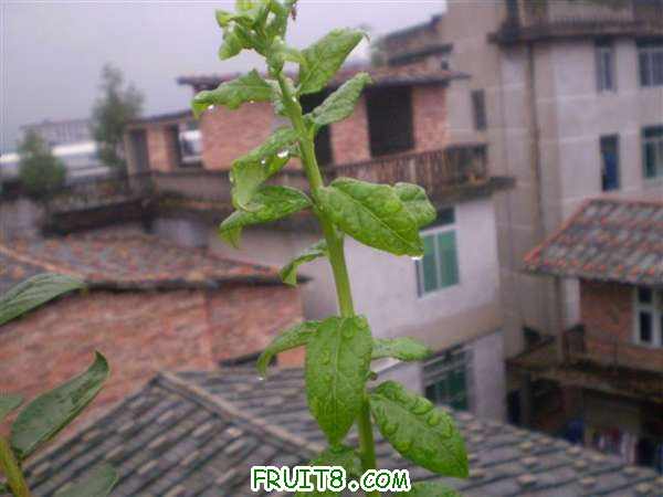 P8040160 (С��).JPG