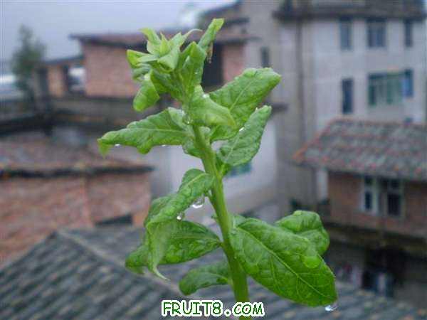 P8040161 (С��).JPG