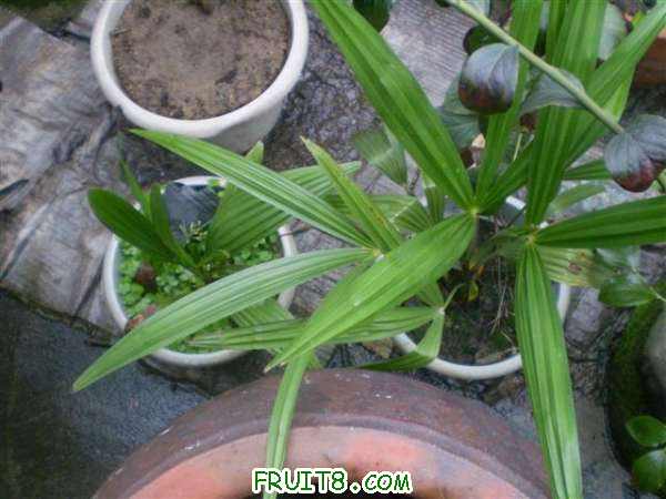 P8040170 (С��).JPG