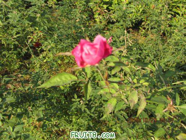 IMG_0457.JPG
